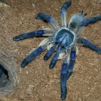 Monocentropus balfouri (Socotra Island Blue Baboon)