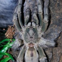 Psalmopoeus cambridgei (Trinidad Chevron)