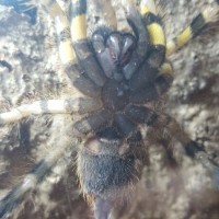 P. Regalis sex?