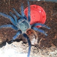 1.0 C.cyaneopubescens (7th molt)