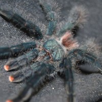 avicularia