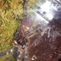 Sexing p. Regalis