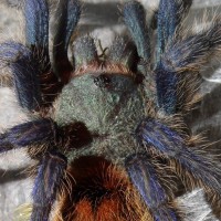 1.0 C.cyaneopubescens (8th molt)