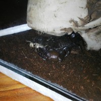 Emperor scorpion Chowing