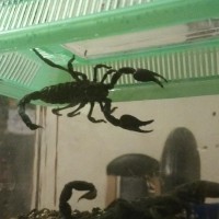 Emperor scorpion