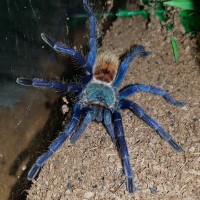 Chromatopelma cyaneopubescens (Greenbottle blue)