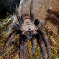 Chilobrachys fimbriatus (Indian Violet)