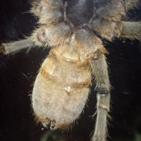 P.chordatus male or female?