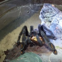 4" Pslamopoeus Irminia