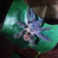 Avicularia Diversipes