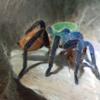 Chromatopelma cyaneopubescens