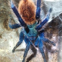 Chromatopelma cyaneopubescens