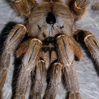 Ceratogyrus sanderi (Sandy Horned Baboon)