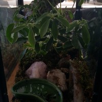 A. Versicolor Enclosure