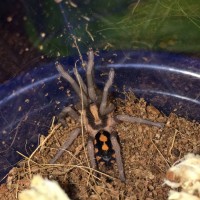 Hapalopus sp. Colombia freshly molted