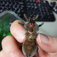 brachypelma albopilosum sex?