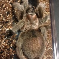 Grammostola Porteri