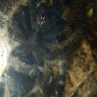 P. Regalis sex?