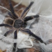 Monocentropus Balfouri