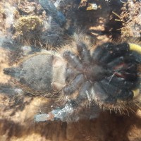 P. Regalis