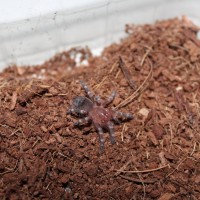 Acantoscurria Geniculata