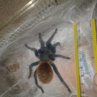 C. cyaneopubescens size to go?