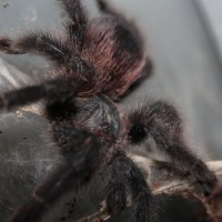 Avicularia Avicularia