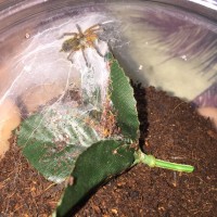 H.pulchripes sling