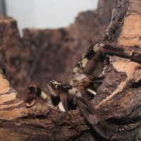 Poecilotheria vittata