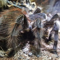 (Lasiodora parahybana)