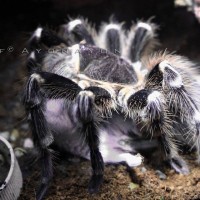 7.5" Acanthoscurria Geniculata FEMALE