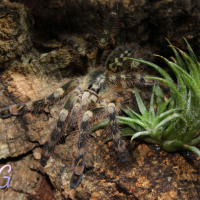 Poecilotheria Subfusca