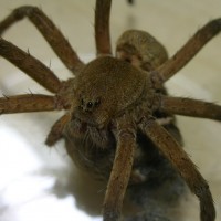 Dolomedes sulfureus