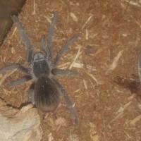 Lasiodora difficilis