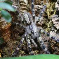 P.Regalis