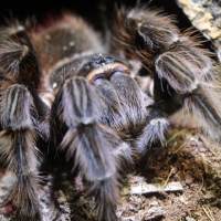 Lasiodora parahybana