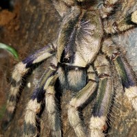 Poecilotheria formosa (Salem Ornamental)