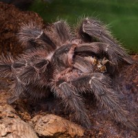 Lasiodora parahybana