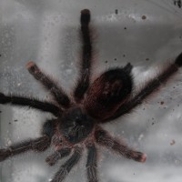 avicularia braunshauseni