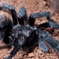 Brachypelma verdezi