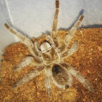 G. sp Northern Gold formerly known as rosea