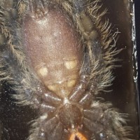 P. Metallica sex?