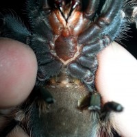 Brachypelma Auratum male or female?