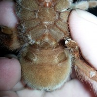 Brachypelma Emilia male or female?