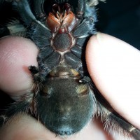 Brachypelma Smithi male or female?