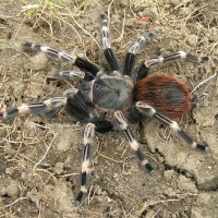 Nhandu chromatus female