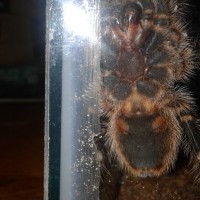 G. pulchripes male?