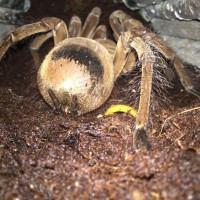 T. Stirmi unusual abdomen?