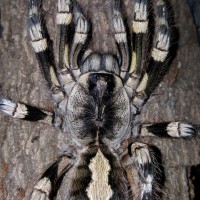 Poecilotheria striata (Mysore Ornamental)