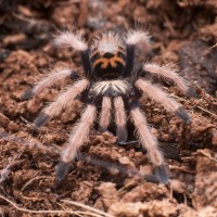 Chromatopelma cyaneopubescens